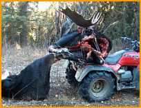 Moose hunting alberta canada