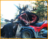 Alberta moose hunts