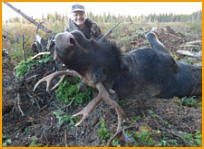 Alberta Moose Hunting