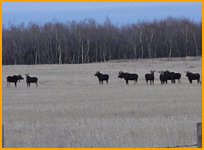 Moose Hunting Alberta Canada