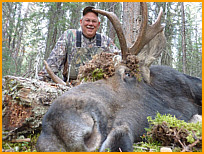 Alberta moose hunting