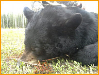 Alberta Black Bear Hunting