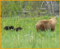 Alberta Moose Hunting