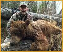 black bear hunting alberta canada