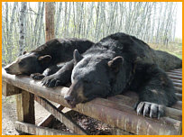 Alberta bear hunting