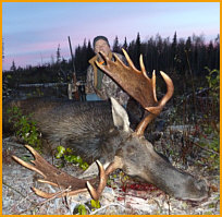 Alberta Moose Hunting