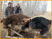 bear hunting alberta canada